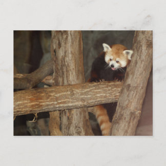 Klettersteig Panda Postcard Postkarte