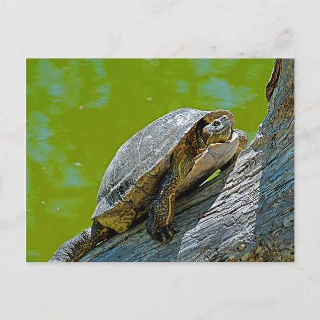 Klettersteig Schildkröte Postkarte (Vorderseite)