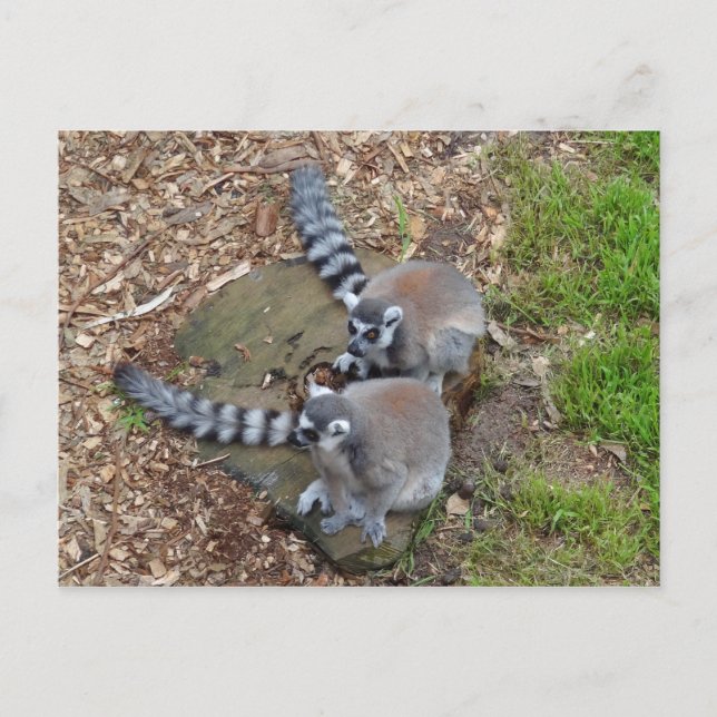 Klingelschwanz Lemur #1 Postkarte (Vorderseite)