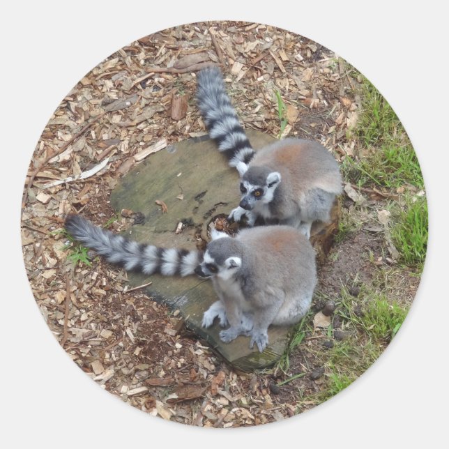 Klingelschwanz Lemur #1 Stickers (Vorderseite)