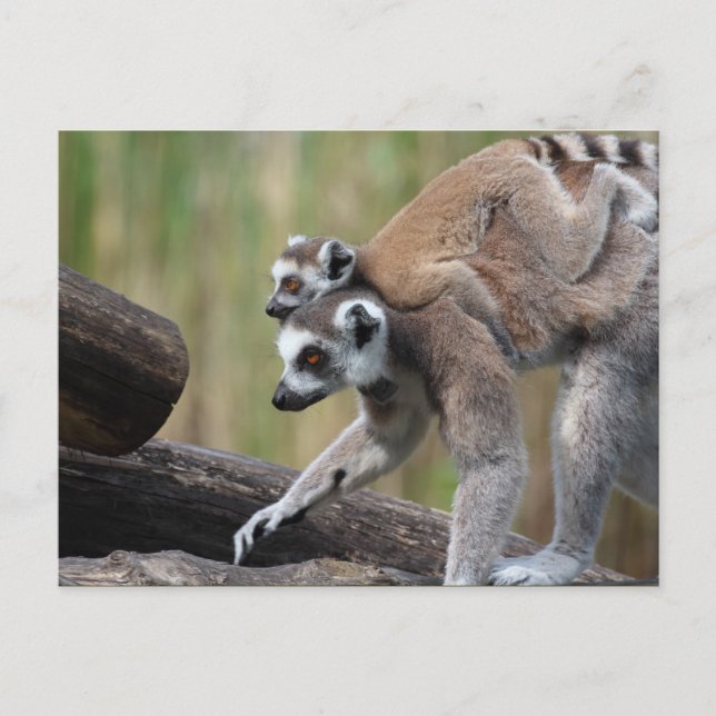 Klingelschwanzmutter und Baby Postkarte (Vorderseite)