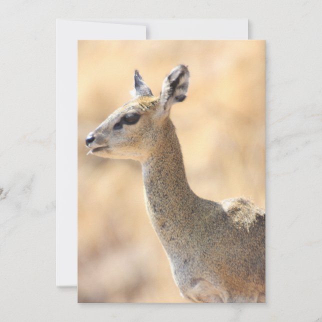 Klipspringer Feiertagskarte (Vorderseite)