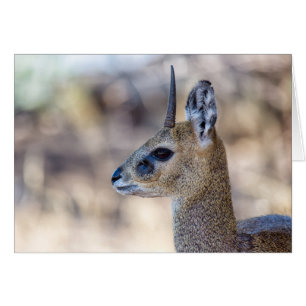 Klipspringer Portrait