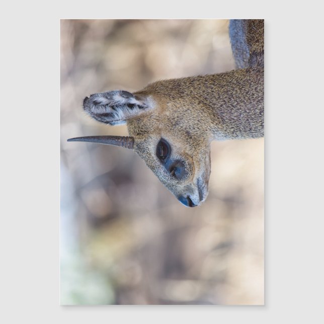 Klipspringer Portrait Magnetkarte (Vorderseite)