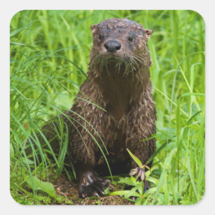 Kluger Fluss-Otter Quadratischer Aufkleber