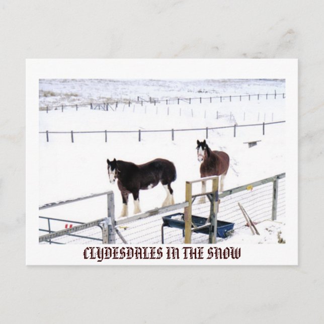 KLYDESDALEN IM SCHNEE POSTKARTE (Vorderseite)