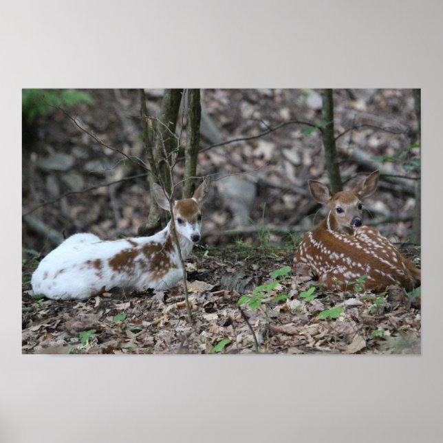 KMCphoto Piebald Deer and Sibling Poster (Vorne)