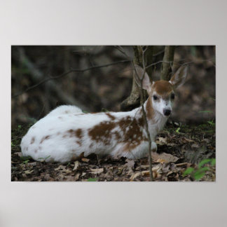 KMCphoto Piebald Deer Poster