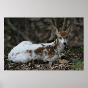 KMCphoto Piebald-Rotwild Poster