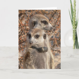 KMP Card 4 - Jo Jo Hello und Habusu Karte