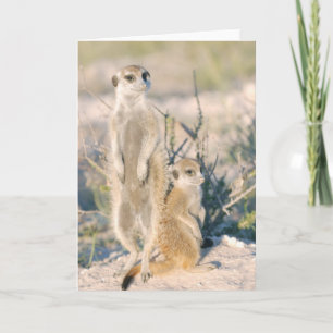 KMP Karte 16 - Busta babysitting Nugget