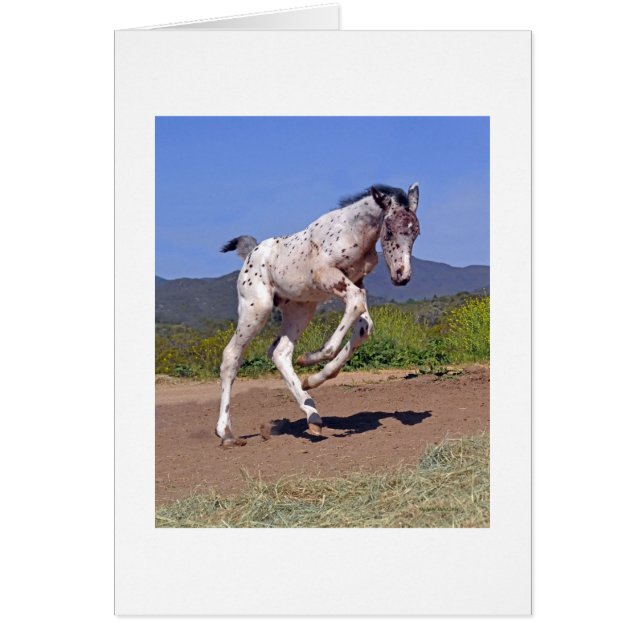 Knabstrupper Colt (Vorne)