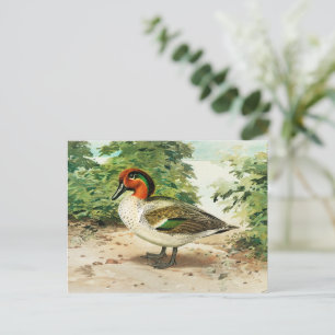 Knäkente Postkarte
