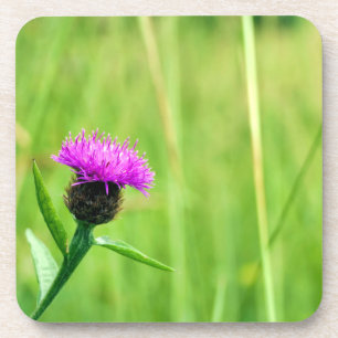 Knapweed Getränkeuntersetzer