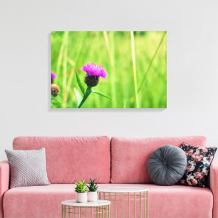 Knapweed Leinwanddruck