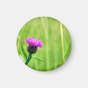 Knapweed Magnet
