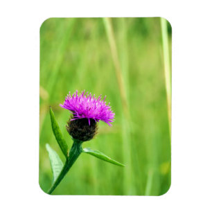 Knapweed Magnet
