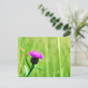 Knapweed Postkarte