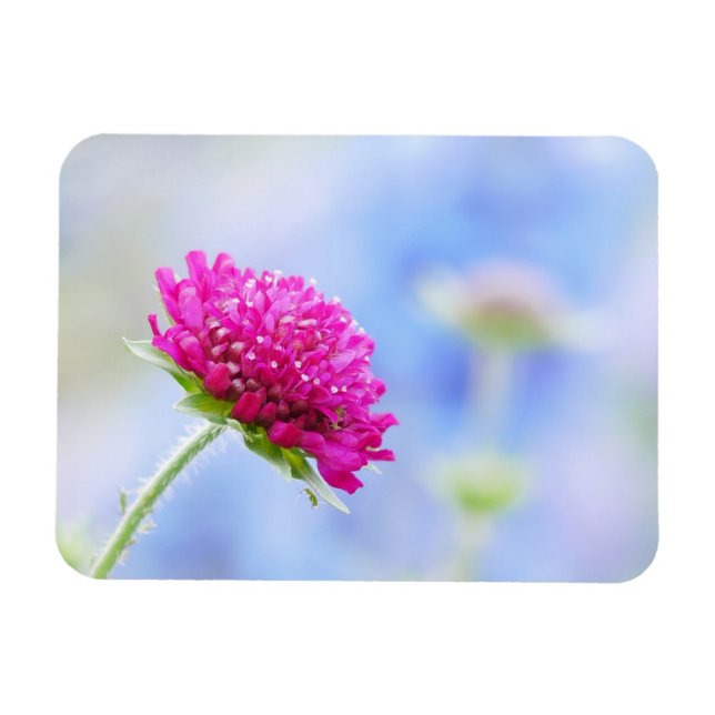 Knautia Macedonica Magnet (Horizontal)