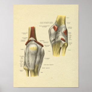 Knie-Ligament-gemeinsamer Anatomie-Knochen-Druck Poster