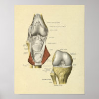 Knie Ligaments Gemeinsame Anatomie Knochen drucken