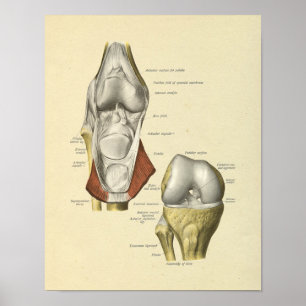 Kniebänder Gelenkanatomie Knochen Druck Poster