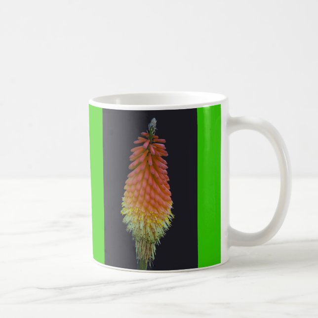 Kniphophia # 219 kaffeetasse (Rechts)