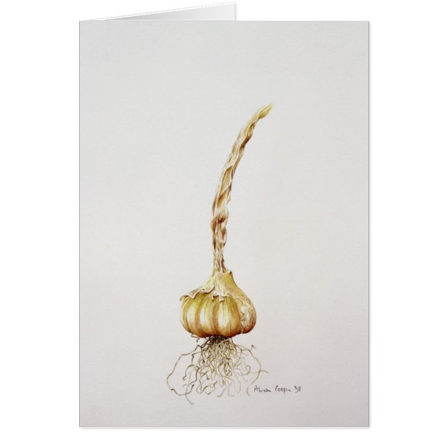 Knoblauch 1998 (Vorne)