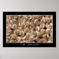 Knoblauch auf französischem Marktplakat