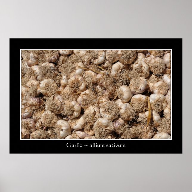 Knoblauch auf französischem Marktplakat Poster (Vorne)