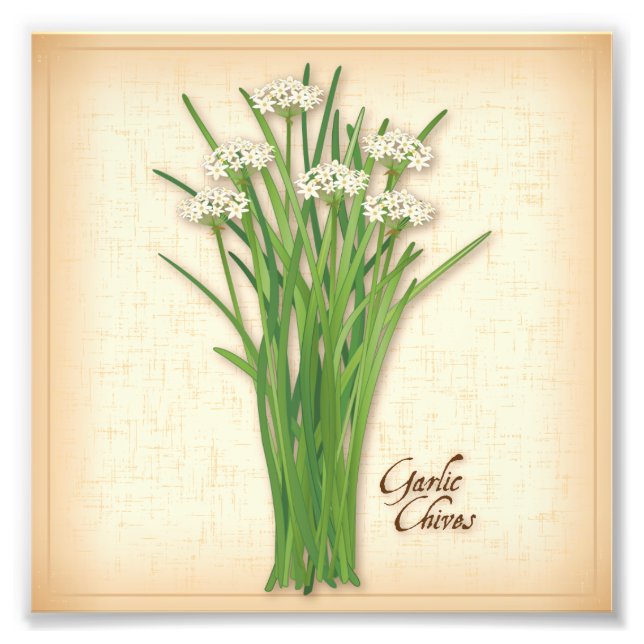 Knoblauch-Chives-Kraut-Foto Print Fotodruck (Vorne)