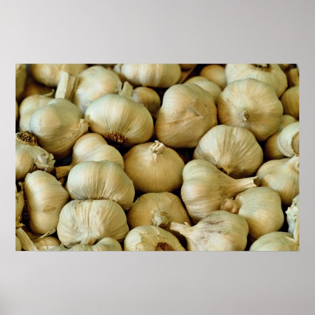 Knoblauch, frisch poster (Vorne)