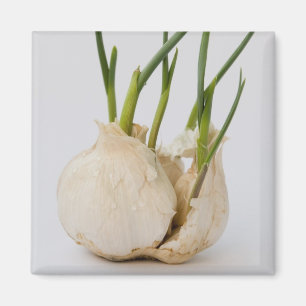 Knoblauch Magnet