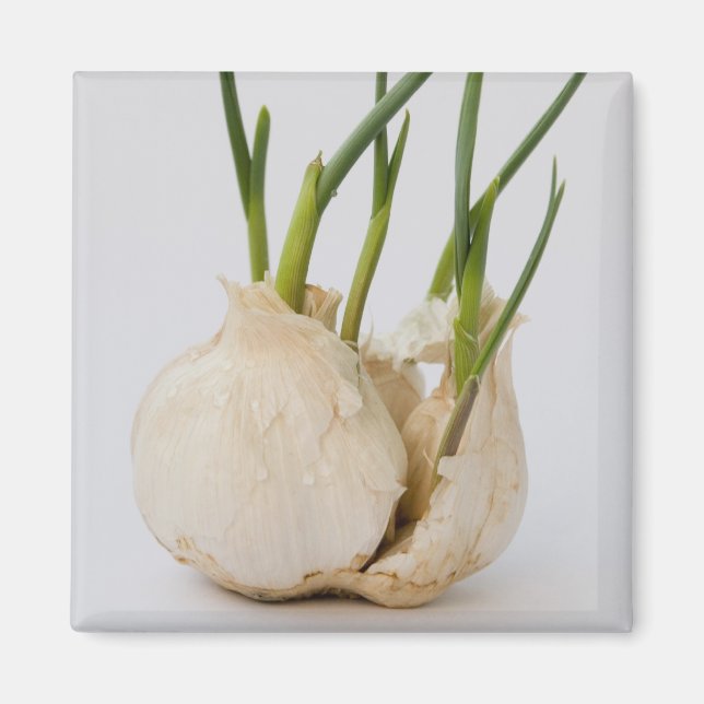 Knoblauch Magnet (Vorne)