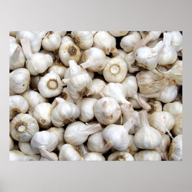 Knoblauch Poster (Vorne)