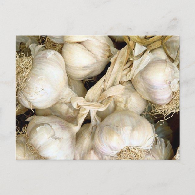 Knoblauch Postkarte (Vorderseite)