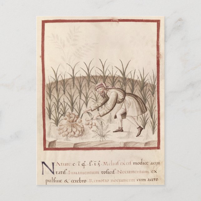 Knoblauch Postkarte (Vorderseite)