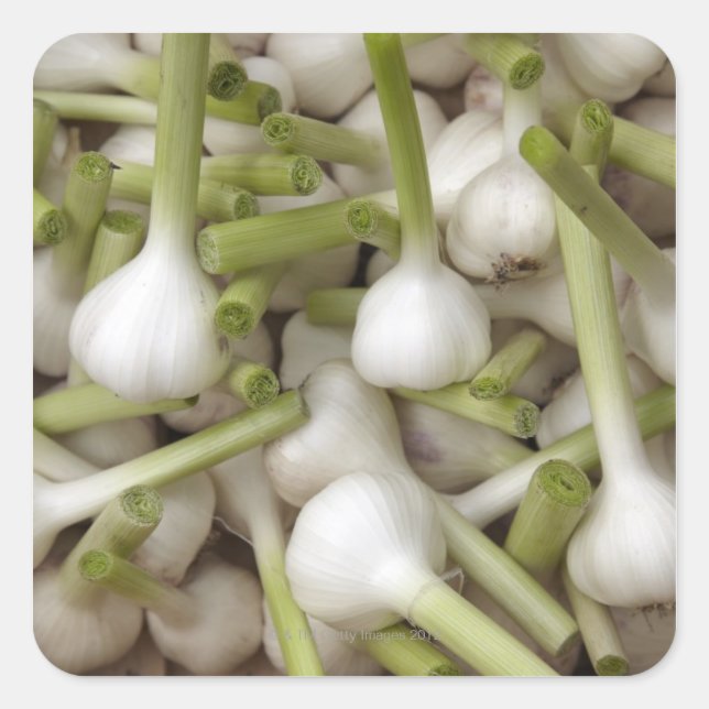 Knoblauch Quadratischer Aufkleber (Vorderseite)