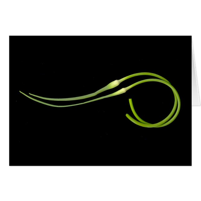 Knoblauch scape (Vorderseite (Horizontal))