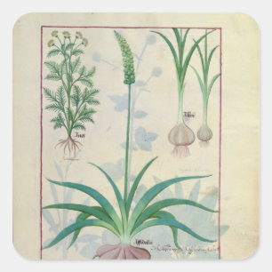 Knoblauch und andere Pflanze Quadratischer Aufkleber