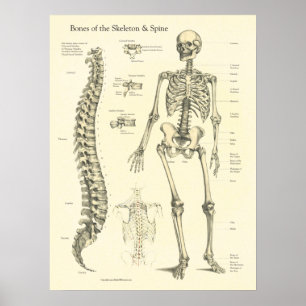 Knochen Anatomie Chart der Wirbelsäule Poster