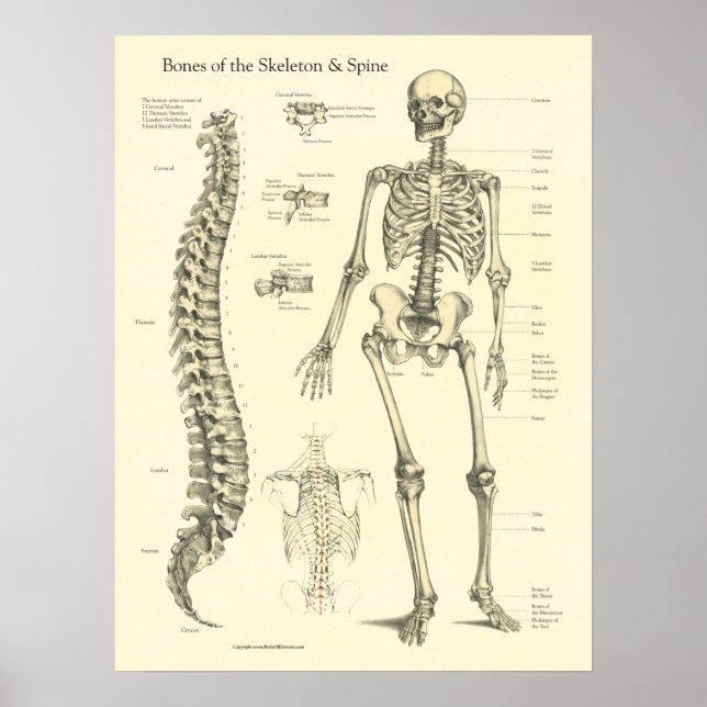 Knochen Anatomie Chart der Wirbelsäule Poster (Vorne)