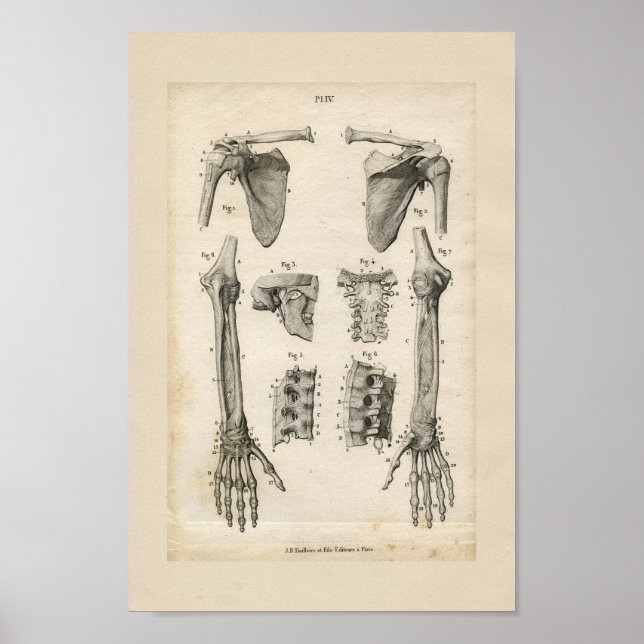 Knochen der Arme Vintage Anatomie drucken Poster (Vorne)