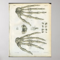 Knochen der Handanatomie