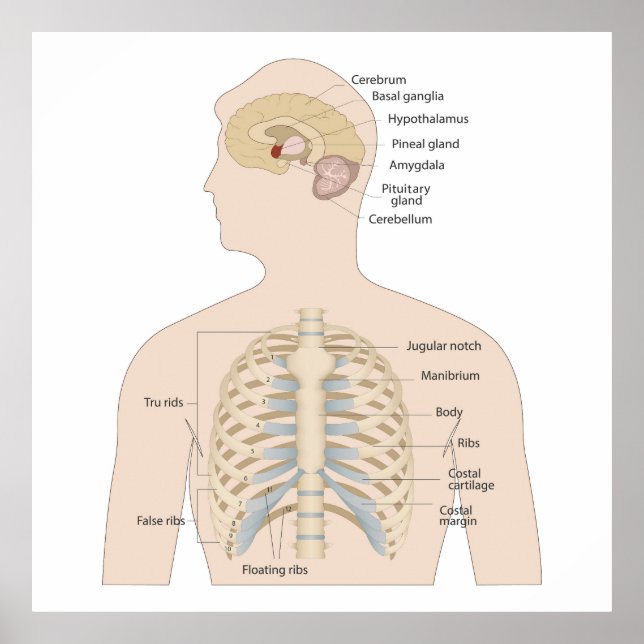 Knochen der menschlichen Brust Poster (Vorne)