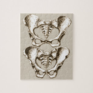 Knochen der menschlichen Pelvis Puzzle