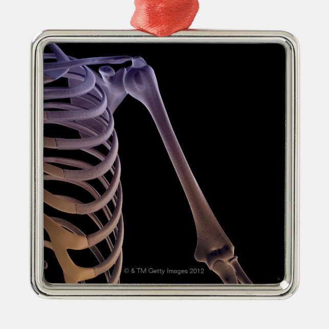 Knochen der Schulter Silbernes Ornament (Vorne)
