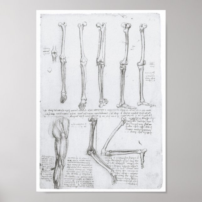 Knochen der unteren Extremität, Leonardo da Vinci Poster (Vorne)
