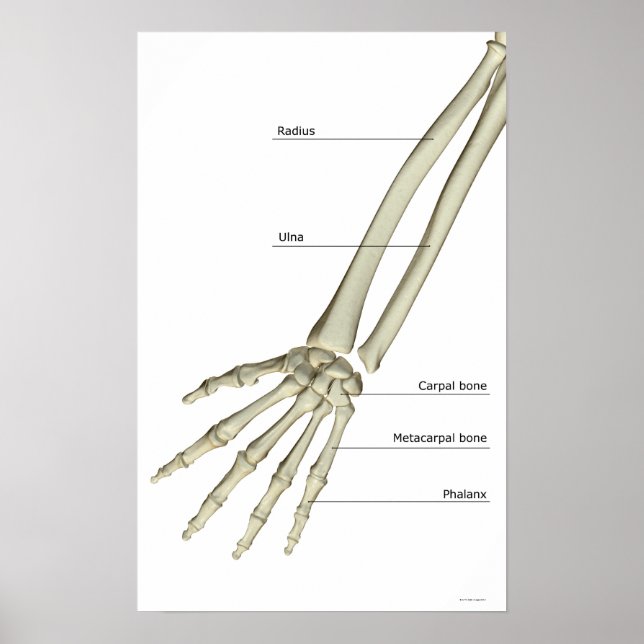 Knochen des Forearms Poster (Vorne)