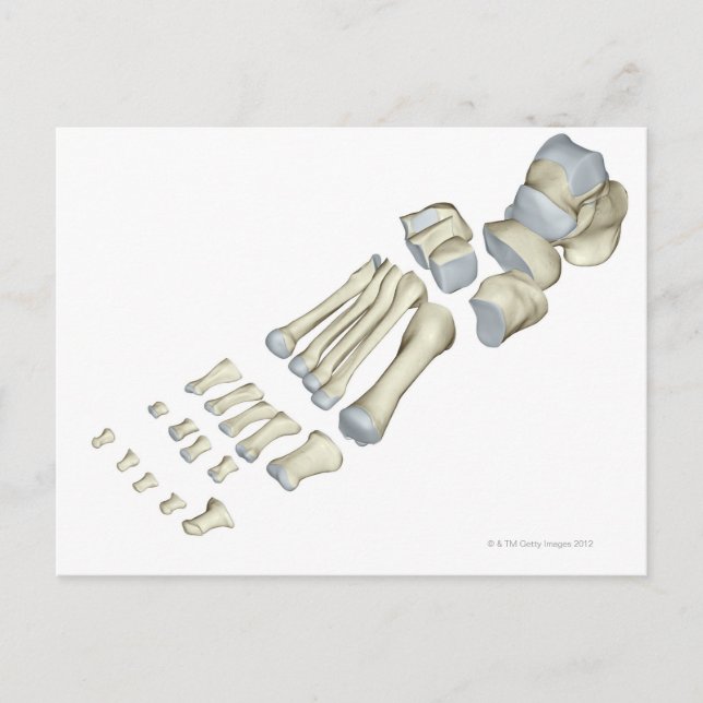 Knochen des Fußes 9 Postkarte (Vorderseite)